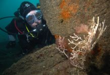 Lyme Bay from a Diver’s Perspective by Peter Glanvill