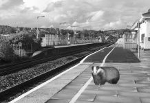 Conspiracies & Fake News